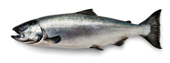 Seafood - Wild BC King Salmon Whole Skin-On 8lb