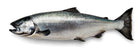 Seafood - Wild BC King Salmon Whole Skin-On 8lb