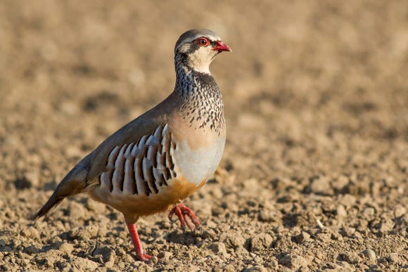 Poultry - Partridge Whole 1lb