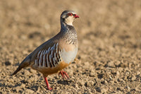 Poultry - Partridge Whole 1lb