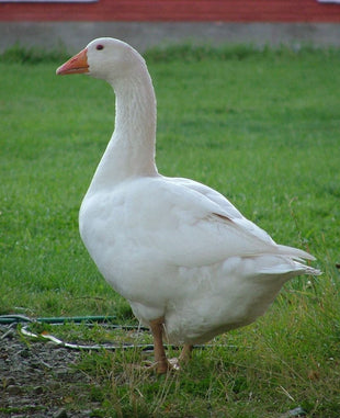 Game Meats - Goose Whole 10lb