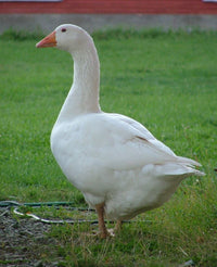 Game Meats - Goose Whole 10lb